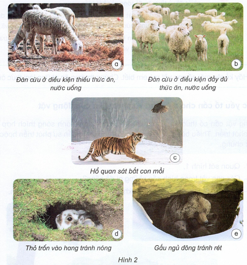 loi-giai-sach-khoa-hoc-lop-4-bai-16-ket-noi-tri-thuc-2