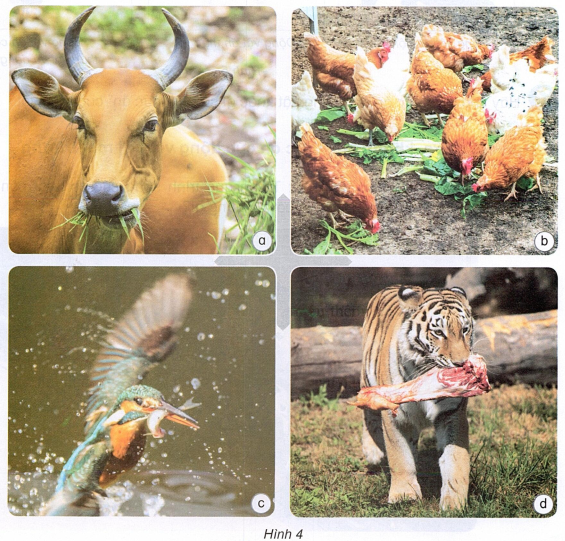 loi-giai-sach-khoa-hoc-lop-4-bai-16-ket-noi-tri-thuc-4