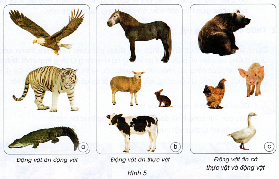 loi-giai-sach-khoa-hoc-lop-4-bai-16-ket-noi-tri-thuc-5