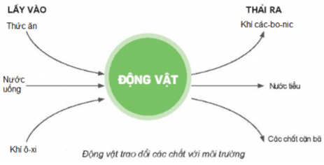 loi-giai-sach-khoa-hoc-lop-4-bai-16-ket-noi-tri-thuc-8
