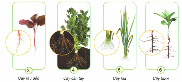 loi-giai-sgk-tu-nhien-xa-hoi-lop-3-bai-13-ket-noi-tri-thuc-3