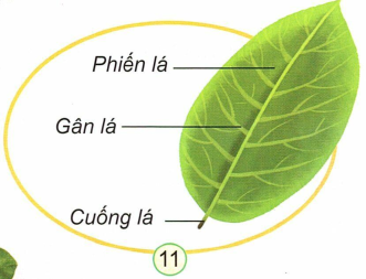 loi-giai-sgk-tu-nhien-xa-hoi-lop-3-bai-13-ket-noi-tri-thuc-6