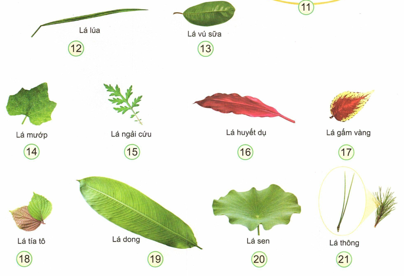 loi-giai-sgk-tu-nhien-xa-hoi-lop-3-bai-13-ket-noi-tri-thuc-7