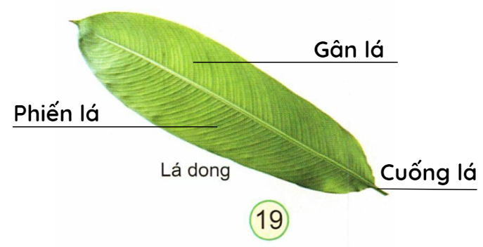 loi-giai-sgk-tu-nhien-xa-hoi-lop-3-bai-13-ket-noi-tri-thuc-9