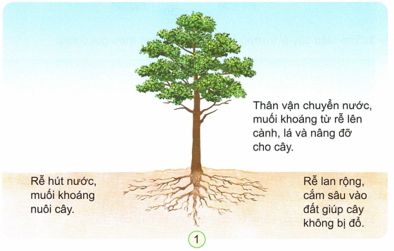 loi-giai-sgk-tu-nhien-xa-hoi-lop-3-bai-14-ket-noi-tri-thuc-1