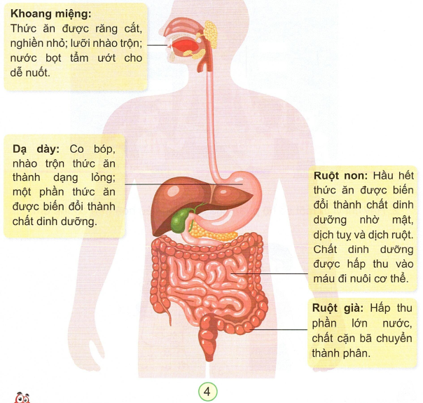 loi-giai-sgk-tu-nhien-xa-hoi-lop-3-bai-18-ket-noi-tri-thuc-4