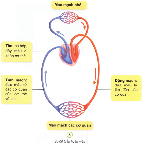 loi-giai-sgk-tu-nhien-xa-hoi-lop-3-bai-20-ket-noi-tri-thuc-3