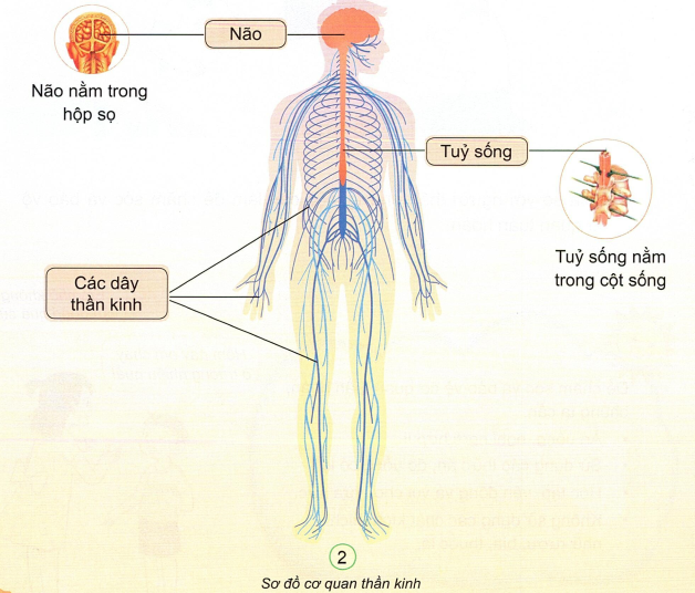 loi-giai-sgk-tu-nhien-xa-hoi-lop-3-bai-22-ket-noi-tri-thuc-2