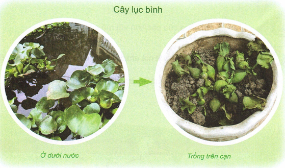 loi-giai-sgk-tu-nhien-xa-hoi-lop-2-bai-16-ket-noi-tri-thuc-8