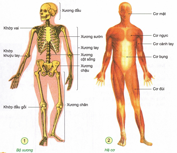 loi-giai-sgk-tu-nhien-xa-hoi-lop-2-bai-21-ket-noi-tri-thuc-1