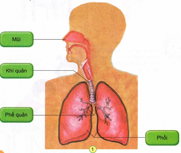 loi-giai-sgk-tu-nhien-xa-hoi-lop-2-bai-23-ket-noi-tri-thuc-2