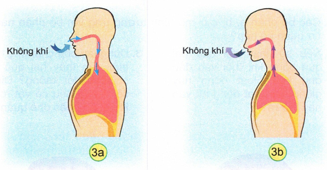 loi-giai-sgk-tu-nhien-xa-hoi-lop-2-bai-23-ket-noi-tri-thuc-4