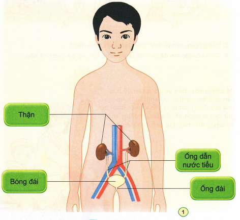 loi-giai-sgk-tu-nhien-xa-hoi-lop-2-bai-25-ket-noi-tri-thuc-1