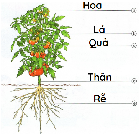 loi-giai-sgk-tu-nhien-xa-hoi-lop-1-bai-15-ket-noi-tri-thuc-8